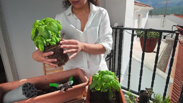 Woman Replanting Fresh Basil Plant on Balcony for Home Gardening