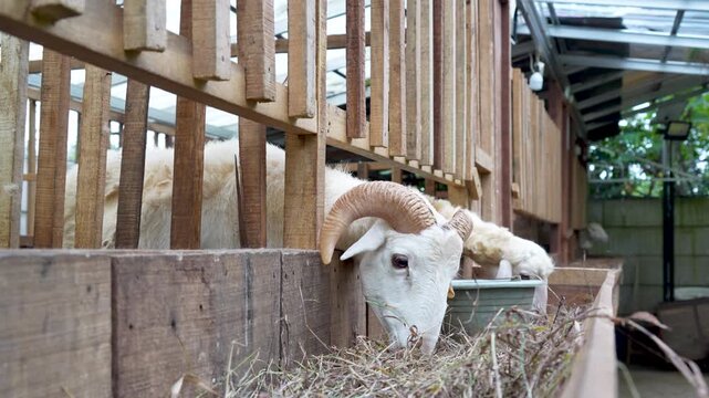 Sheep and ram eating dry grass in a traditional wooden farm pen. Livestock breeding and agricultural concept.