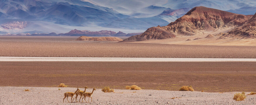 Vicuna