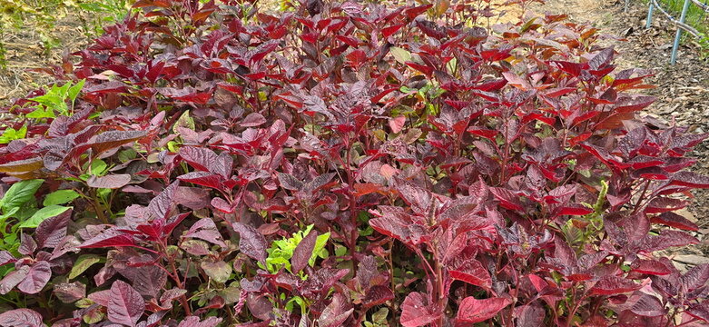 The Amaranthus tricolor, or Amaranthus cruentus. Red Amaranth has bright red to dark purple leaves and stems in gardens (some are green). Joseph's Coat is rich in anthocyanins.  Amaranthus dubius, 
