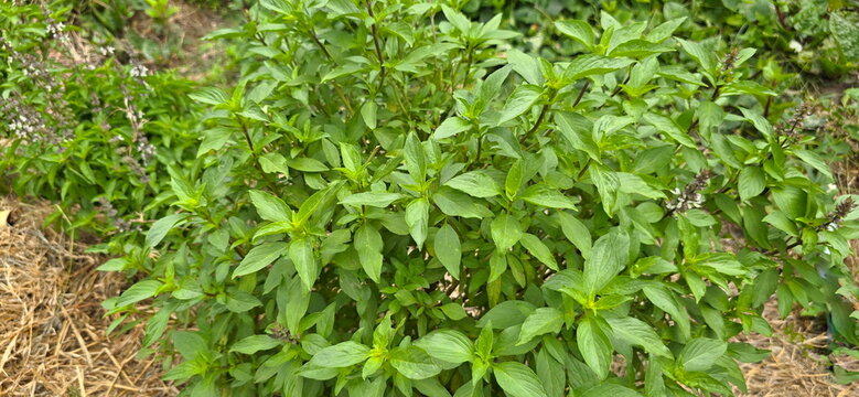 Thai basil (Ocimum basilicum) has bright green, oval leaves with pointed tips and slightly serrated edges, and a distinctive aroma. The small white or pale pink flowers bloom in clusters at the tips 
