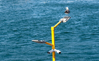 Electronic eyes providing city security and a seagull looking around. © Güven CAN