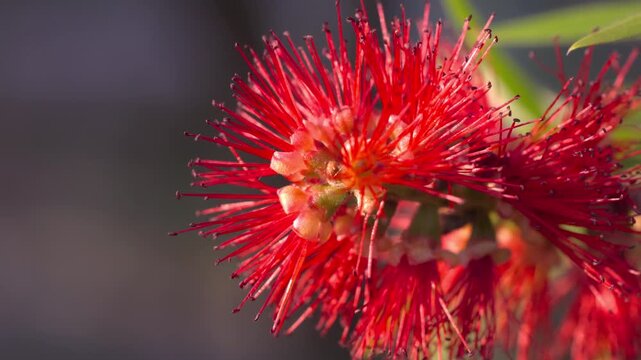 Macro footage of red bottlebrush flower swaying gently in soft sunlight against blurred natural background.
