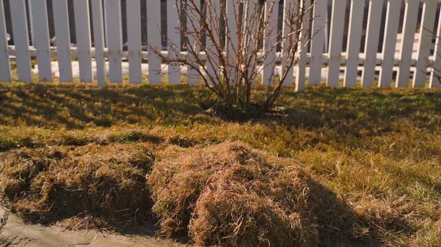 Pile of dry thatch on lawn near white picket fence with bare bush in spring backyard
