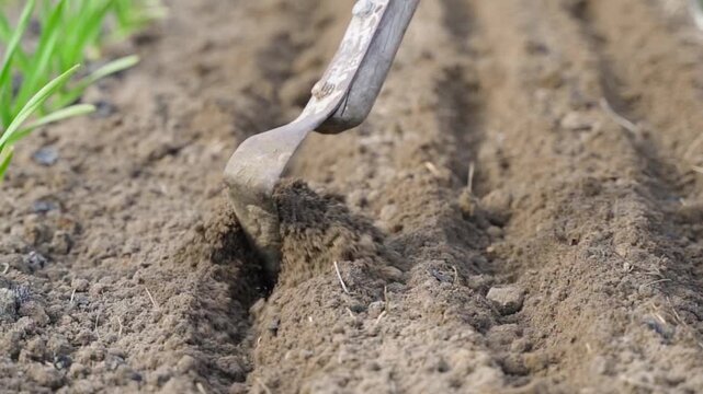 Making rows with hoe in vegetable garden bed soil for seed planting