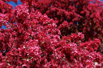 Fototapeta premium Dense red blossoms of ornamental cherry (Prunus cerasifera) forming rich floral texture. Concept of abundance, intensity, spring bloom, natural pattern.