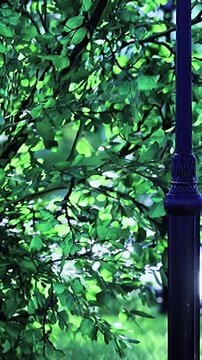 Sunlight filters through the leaves of a green tree in a park. The scene shows a vibrant display of leaves swaying gently in the daylight. This is typical of a bright day outdoors.