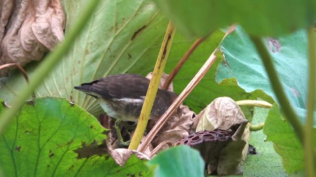 Waterhen (Gallinula chloropus, juv) feeds in a thicket of lotus feeds in a thicket of lotus