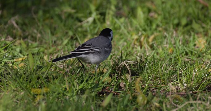 White wagtail foraging in green grass searching for food, slow motion wildlife scene