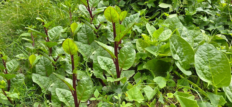Malabar spinach, Basella rubra, The stem is purplish-red and the leaves are bright green. Fast-growing tropical plant with thick, succulent leaves. Native vegetable with high nutritional value.
