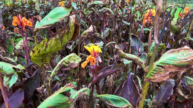 A bed of tropical Kahili ginger flowers withered after a cold snap