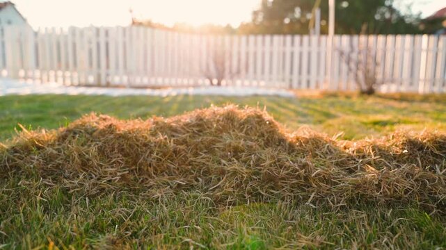 Pile of dry thatch on lawn after raking at sunset with white picket fence in background