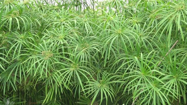 Nill grass, papyrus sedge, paper reed Cyperus aquatic plant in swamps. Sichuan, China. Paper production and ornamental plant.