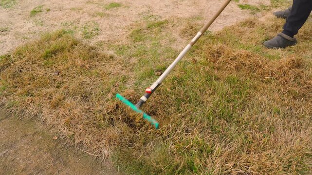 Process of raking lawn grass after winter. Spring lawn renewal