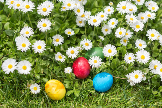 Colorful Easter Eggs in Daisies with Sunlight and Natural Shadows