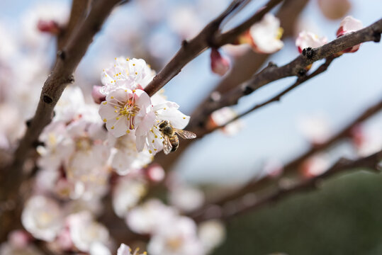 Bee Pollinating Apricot Flower, Spring Ecology Concept