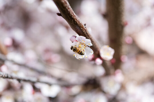 Honey Bee on Apricot Blossom in Spring Sunlight