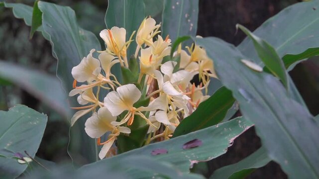 Kahili ginger Hedychium coronarium in paeks of China. Xining