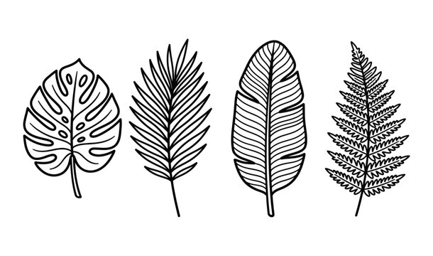 Set of Tropical leaves. Collection black leaves palm, fan palm, banana leaves. Nature leaves collection. Vector illustration.