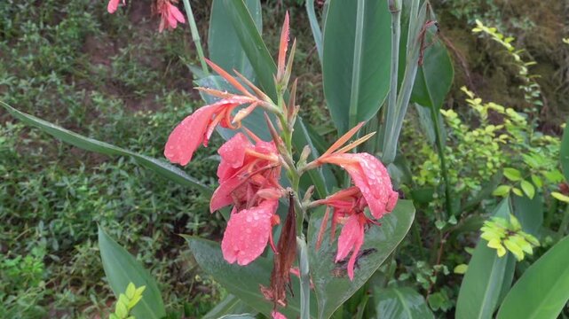 Kahili ginger Hedychium coronarium in paeks of China. Xining
