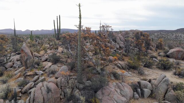 Sunrise over Catavina, Baja California showcases a desert oasis with cordon cirios, blue palms, and elephant trees.