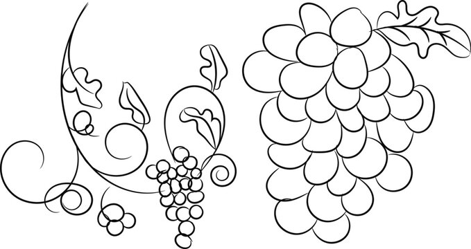 Vector illustration of a bunch of ripe green grapes on vine with leaves, fruit and nature design for agriculture, food, and decorative pattern