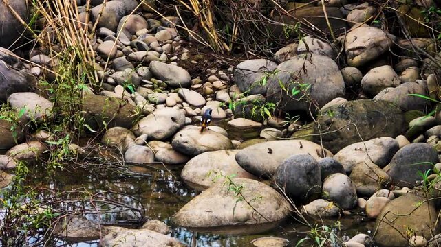 Eversmann redstart (Phoenicurus erythronotus, male) wintering on a mountain river. China. Xining