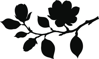 Beautiful magnolia tree branch black silhouette with blooming flowers and buds isolated on white background for nature and floral design. © Sumaiya