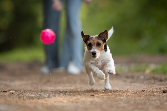 A Jack Russell Terrier dog runs swiftly on a dirt path, focused on a bright pink ball soaring through the air