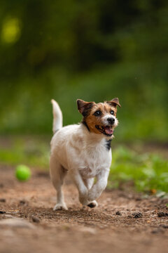A happy Jack Russell Terrier dog runs swiftly on a dirt path in a green park, pursuing a bright green ball. The dog has white fur with brown and black markings