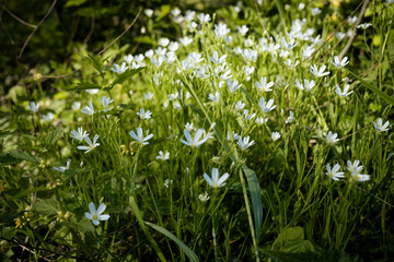 Fototapeta premium spring grass an flowers in the wind