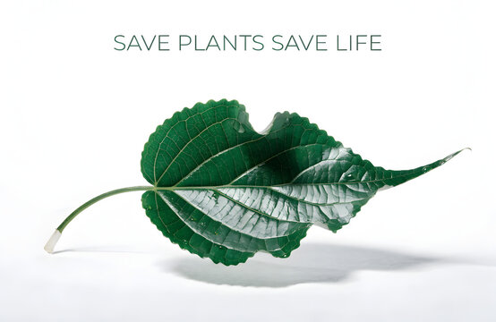 Save Plants Save Life environmental concept, green leaf with heart shape cutout on white background, ecology and nature conservation message