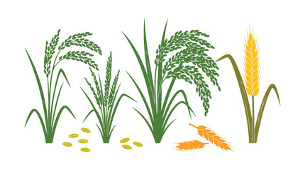 Fototapeta premium a group of rice plants displayed on a white surface. Vector