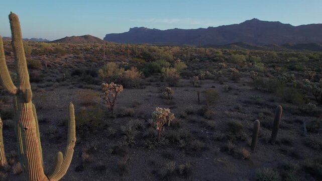 Aerial pullback of Saguaro cactus and iconic mountains in a desert landscappe