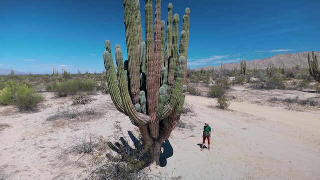 Mature woman enjoys a hike in the desert of Baja California surrounded by giant cacti under a clear blue sky.