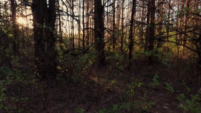 morning in the forest