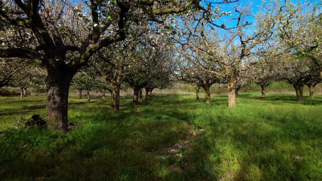 Forward tracking shot through famous apple orchards of Las Caderechas Valley in Burgos Spain. Blossoming trees in spring countryside, ideal for travel, farming and regional nature content. 