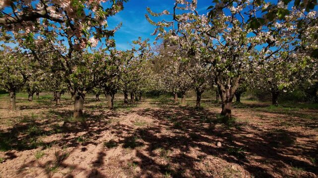 Forward tracking shot through famous apple orchards of Las Caderechas Valley in Burgos Spain. Blossoming trees in spring countryside, ideal for travel, farming and regional nature content. 