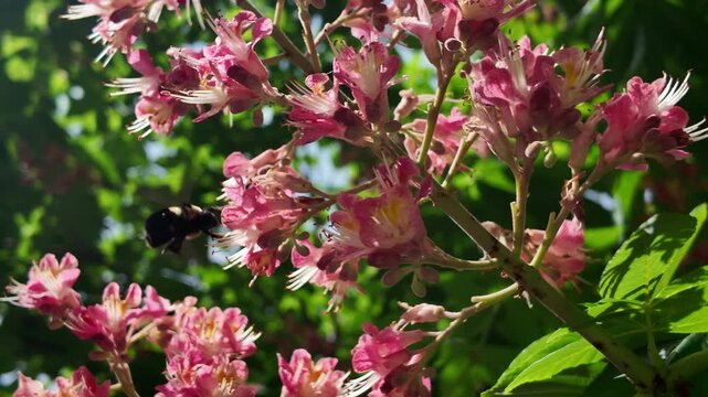 bee pollinates pink flowering tree in Brooklyn