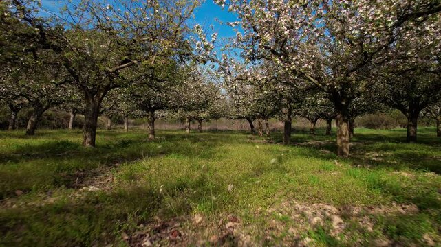 Cinematic tracking shot moving backward through a beautiful apple orchard in full spring bloom. Rows of flowering trees, fresh green grass and bright blue sky create a peaceful rural landscape with