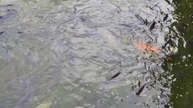 Pond fish are fed in cities according to Buddhist tradition. Chinese carp and catfish in the city pond. China. Xining.
