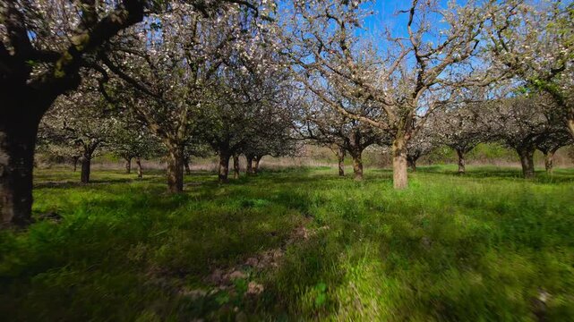 Forward tracking shot through blooming apple orchard in spring. White blossoms, fresh grass and sunny countryside landscape. Ideal for agriculture, nature, rural lifestyle and seasonal projects. High