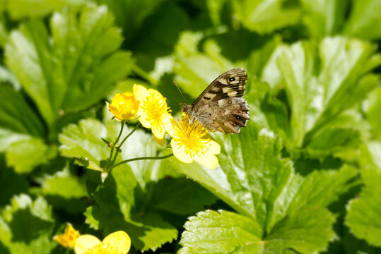 Speckled Wood Butterfly (Pararge aegeria) perched on yellow marsh marigold in Zurich, Switzerland