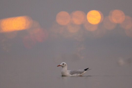 Sender-billed gull with bokeh of street light at Eker in the monring hours, Bahrain