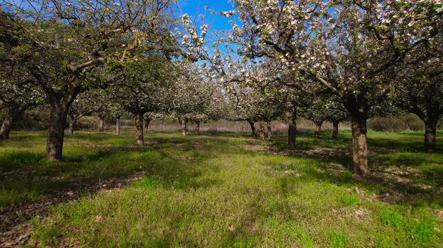 Forward tracking shot through blooming apple orchard in spring. White blossoms, fresh grass and sunny countryside landscape. Ideal for agriculture, nature, rural lifestyle and seasonal projects. High