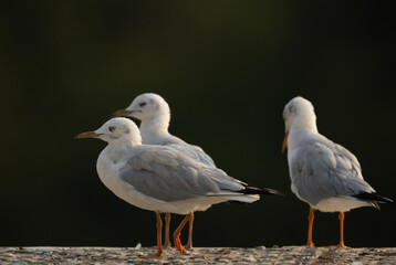 Fototapeta premium Slender-billed gull at Sanad mangrove, Bahrain