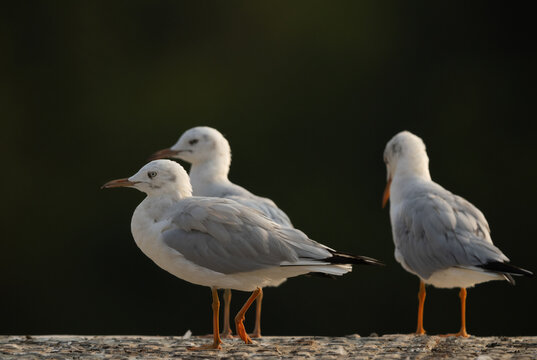 Slender-billed gull at Sanad mangrove, Bahrain