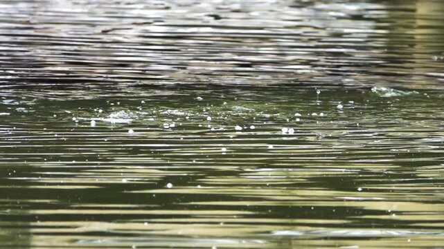 Pond fish are fed in cities according to Buddhist tradition. Chinese carp and catfish in the city pond. China. Xining.