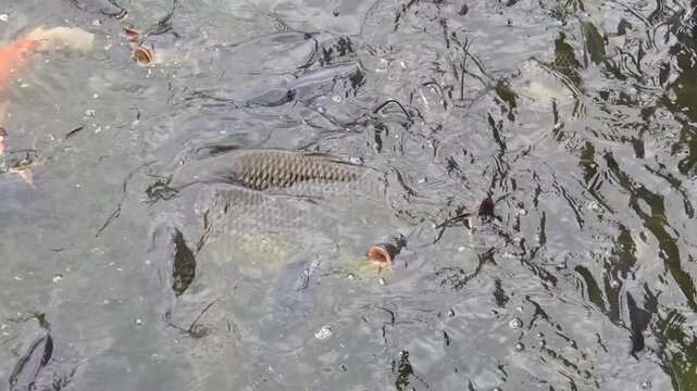 Pond fish are fed in cities according to Buddhist tradition. Chinese carp and catfish in the city pond. China. Xining.