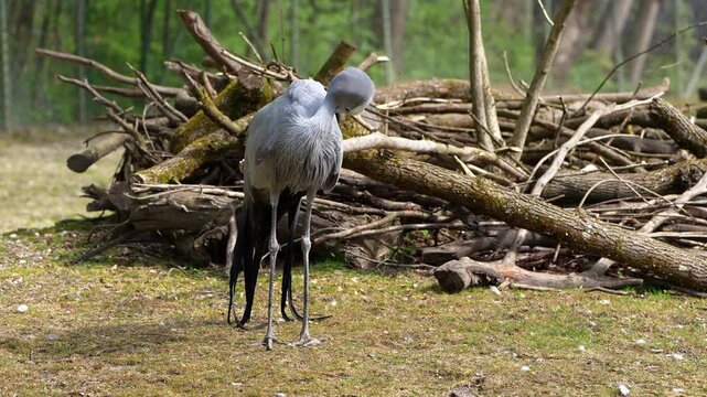The Blue Crane, Grus paradisea, is an endangered bird specie endemic to Southern Africa. It is the national bird of South Africa